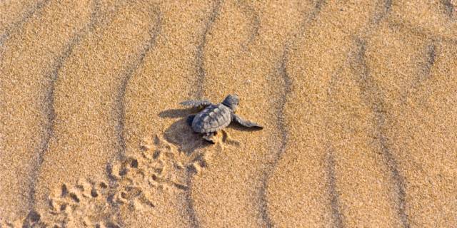 Ein kleines, graues Schildkrötenbaby kriecht über welligen, goldbraunen Sand und hinterlässt Spuren.